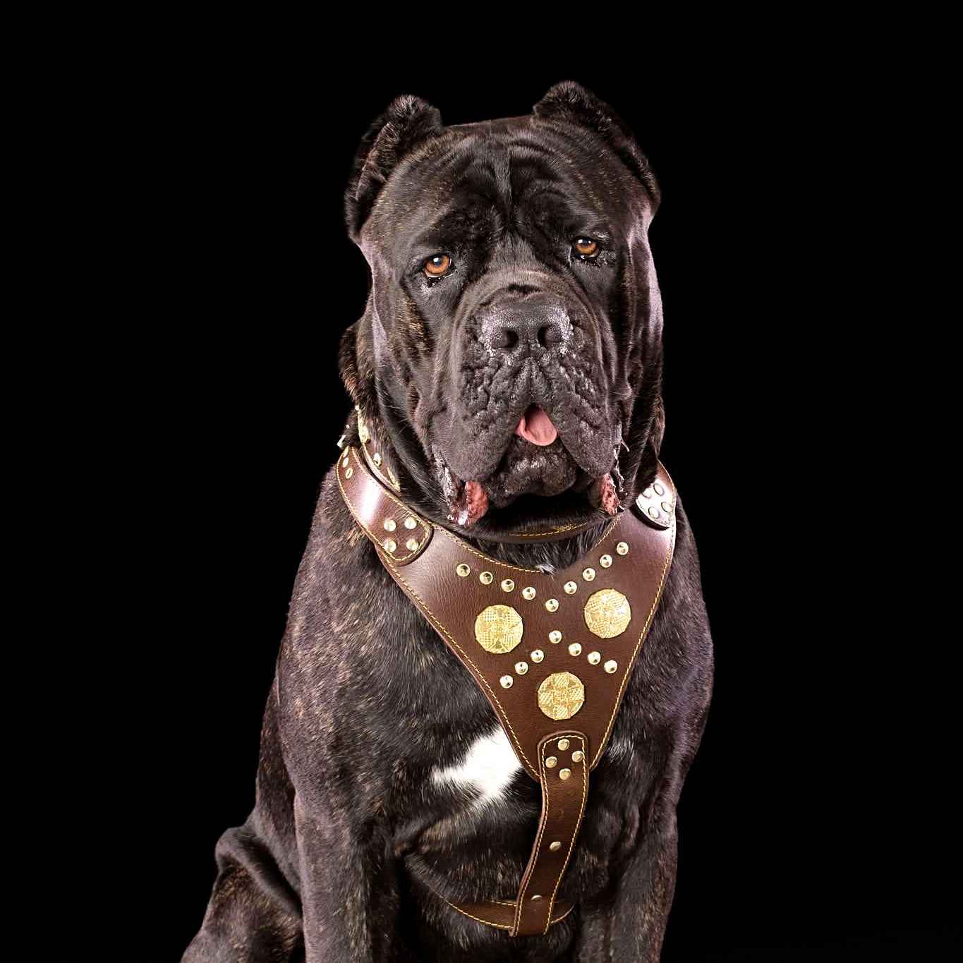 Bestia Maximus Brown Leather Dog Harness