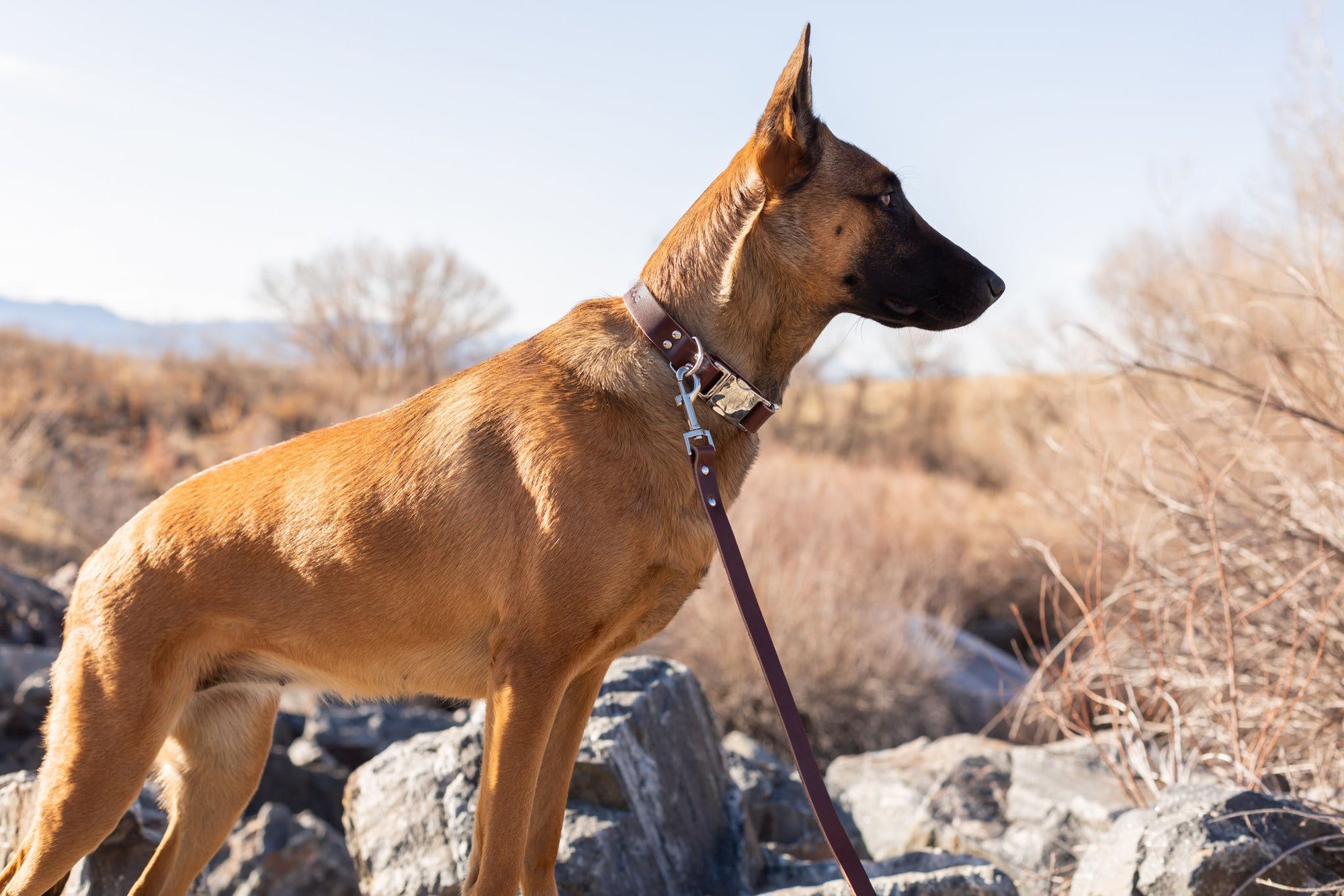 Euro-Dog Modern Quick-Release Leather Dog Collar