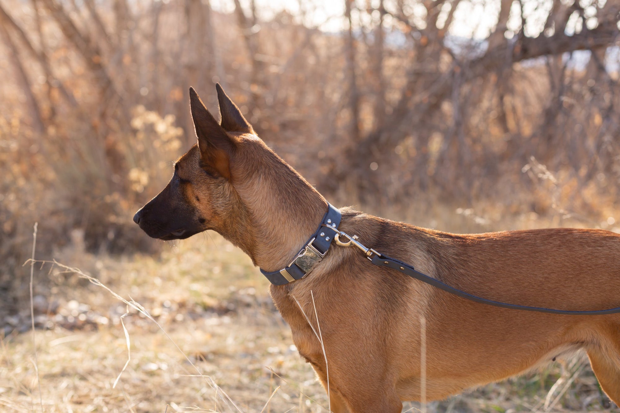 Euro-Dog Modern Leather Dog Leash