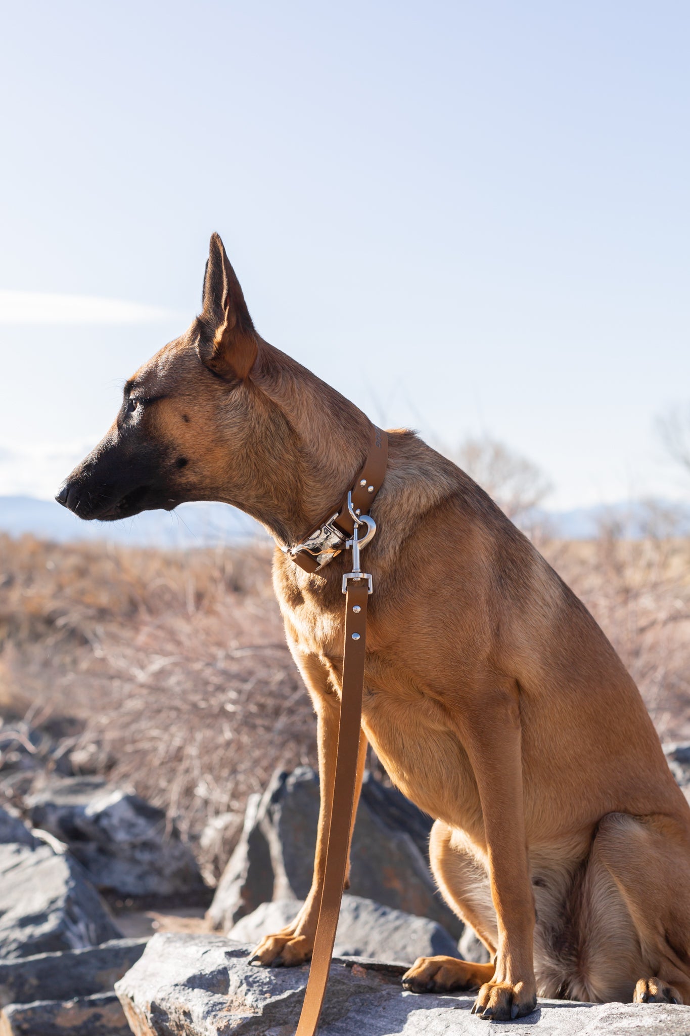 Euro-Dog Modern Leather Dog Leash