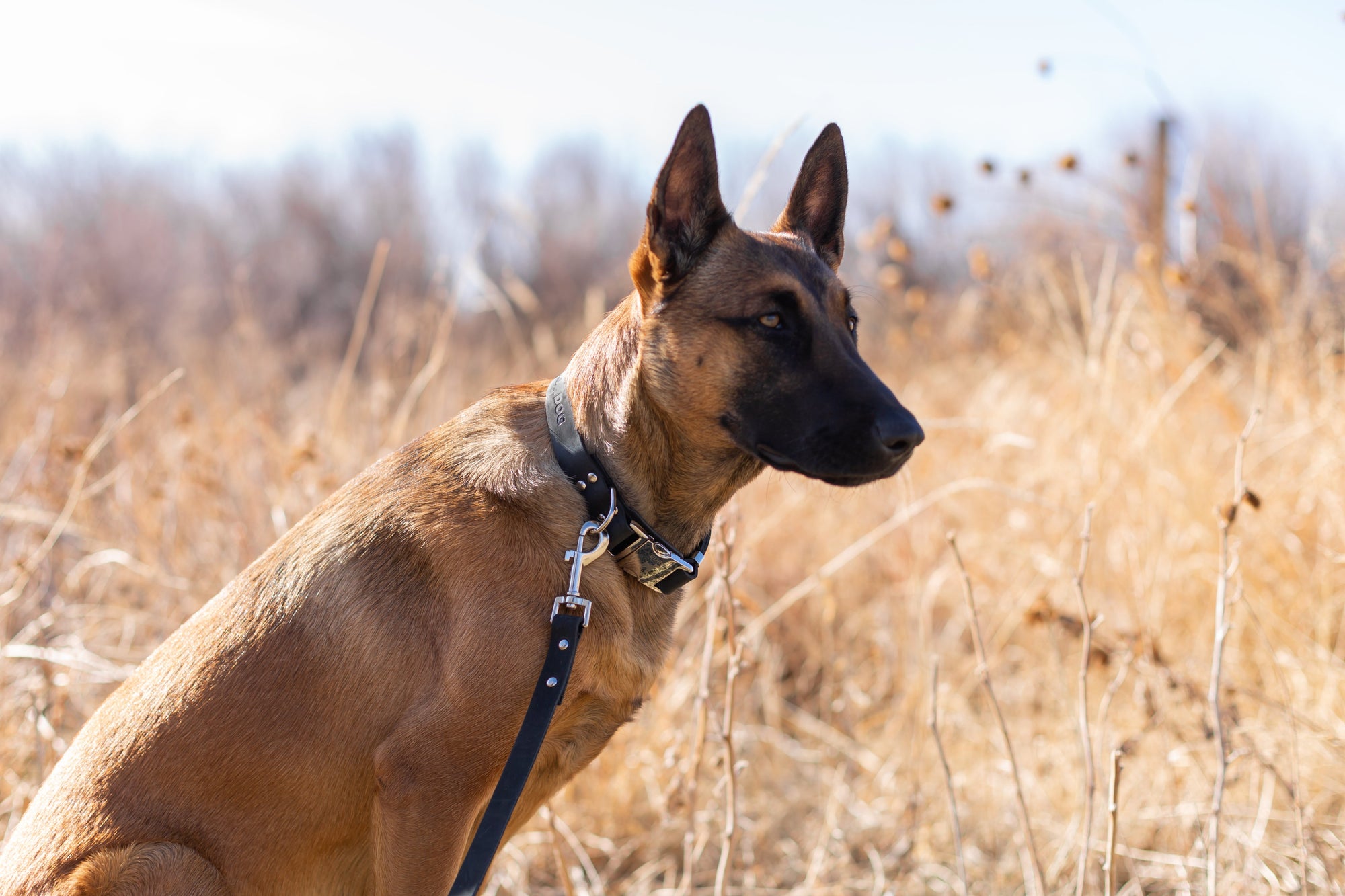 Euro-Dog Modern Quick-Release Leather Dog Collar