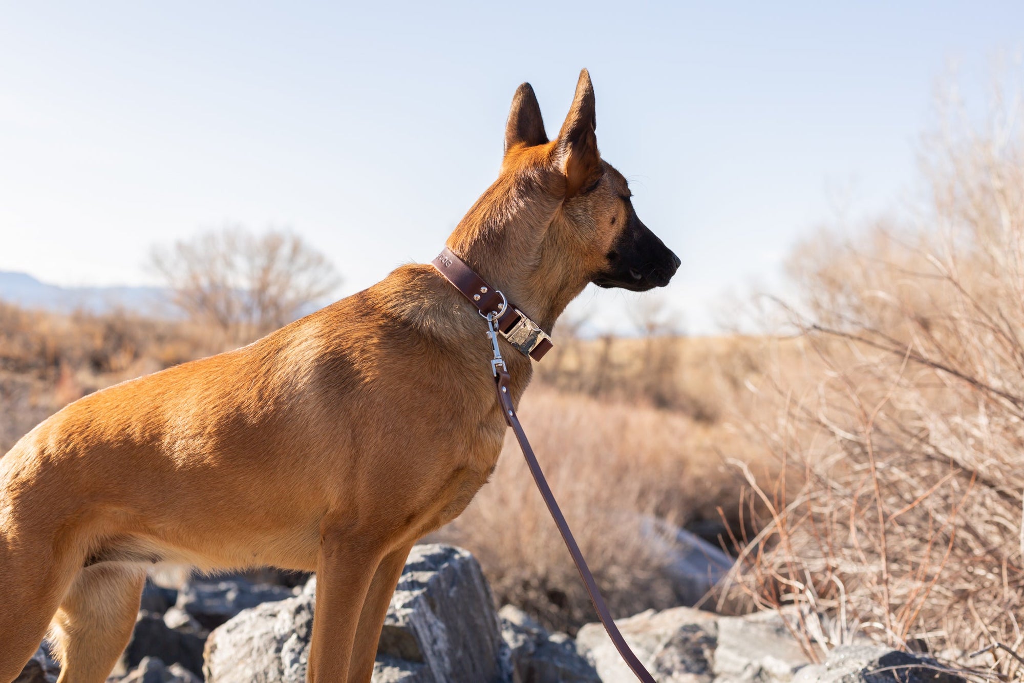 Euro-Dog Modern Leather Dog Leash