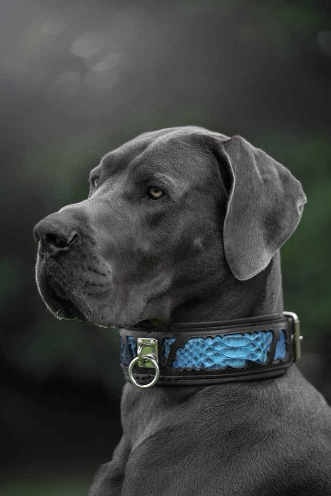 Bestia Morelia Python Leather Dog Collar