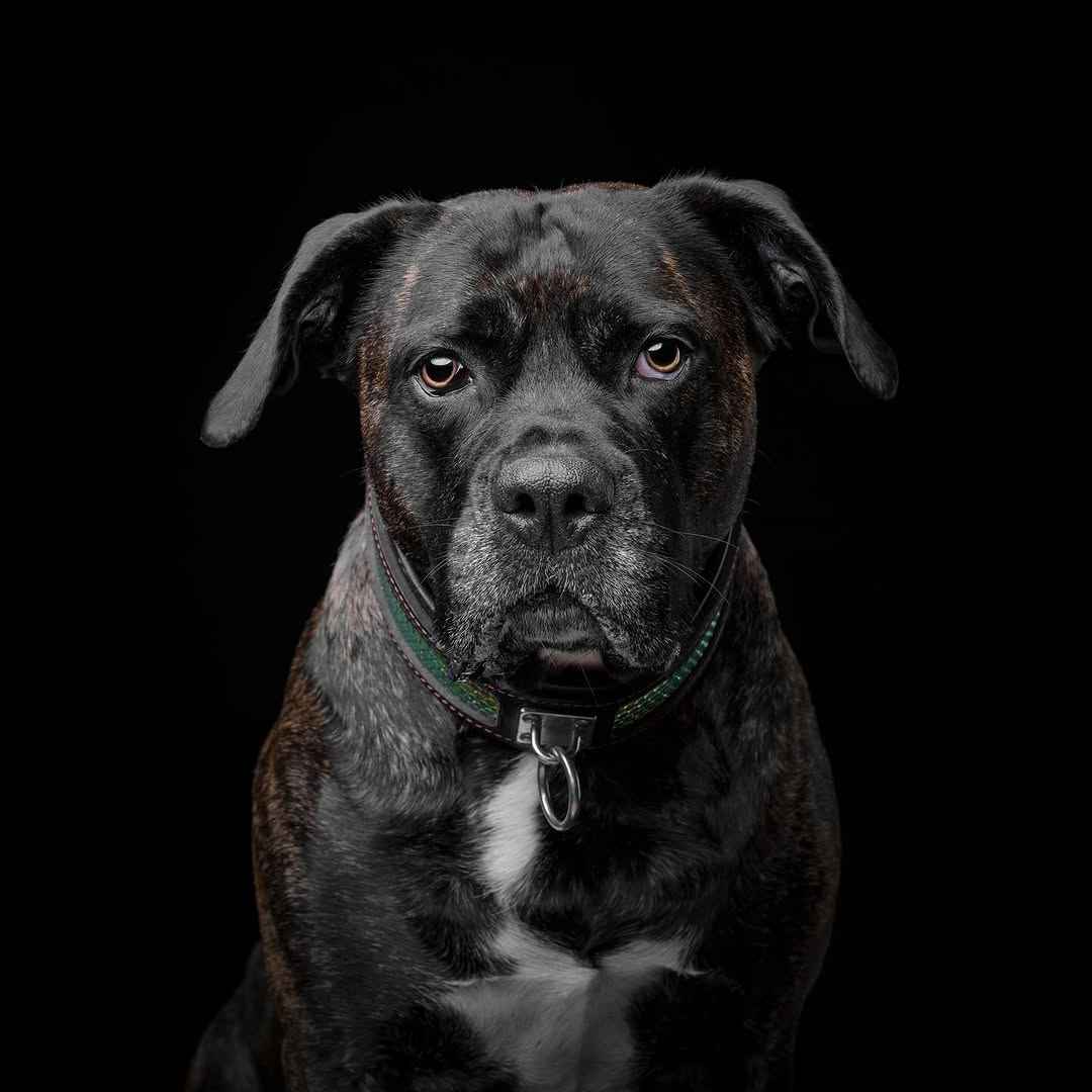 Bestia D'Albertis Leather Dog Collar