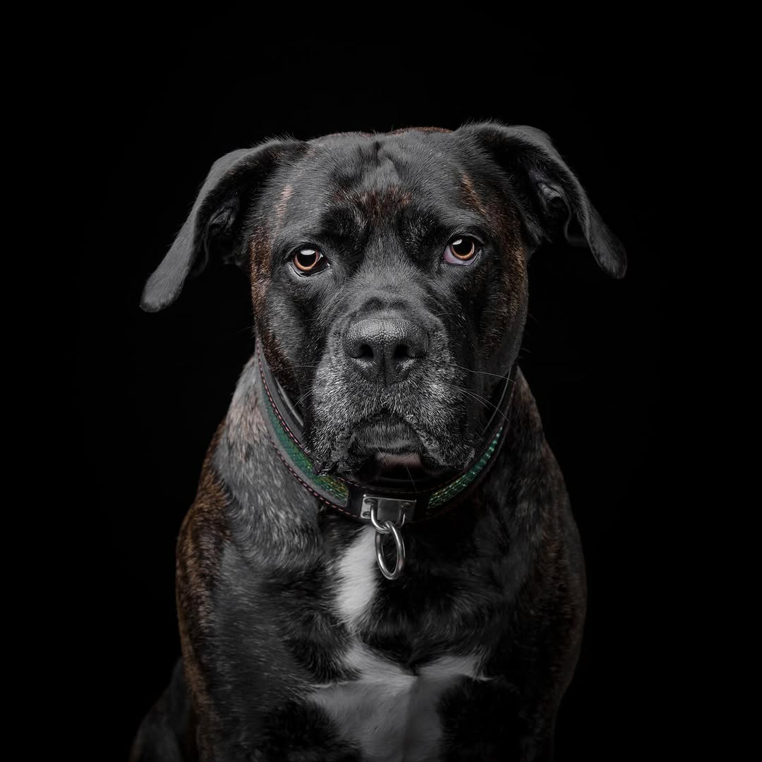Bestia Dog Gear Genuine Leather Dog Collar 