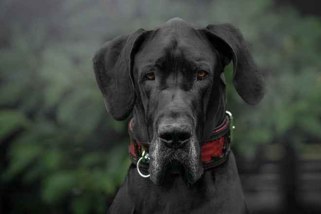 Bestia Red Dragon Leather Dog Collar