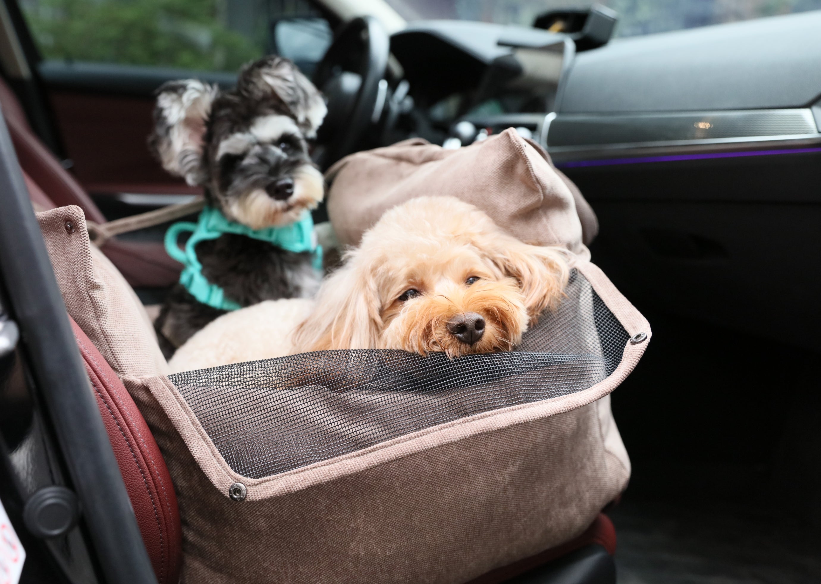 Puff Guard Dog Car Seat-Pink