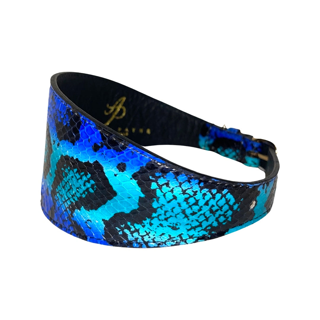 Allysa Payne Electric/Turquoise Blue & Black 3-Inch Wide Style Dog Collar