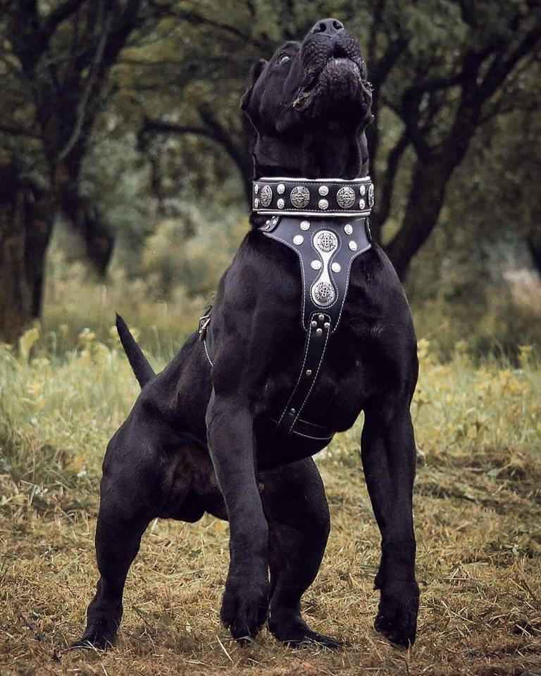 Bestia Hektor Leather Dog Collar