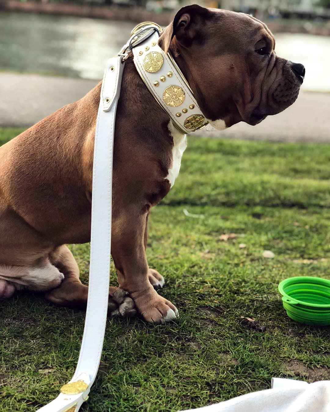 Bestia Maximus White & Gold Leather Dog Leash