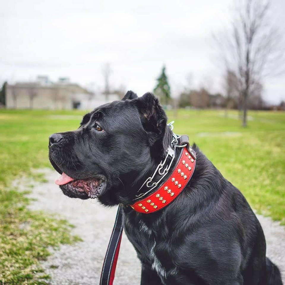 Bestia Star Leather Dog Collar