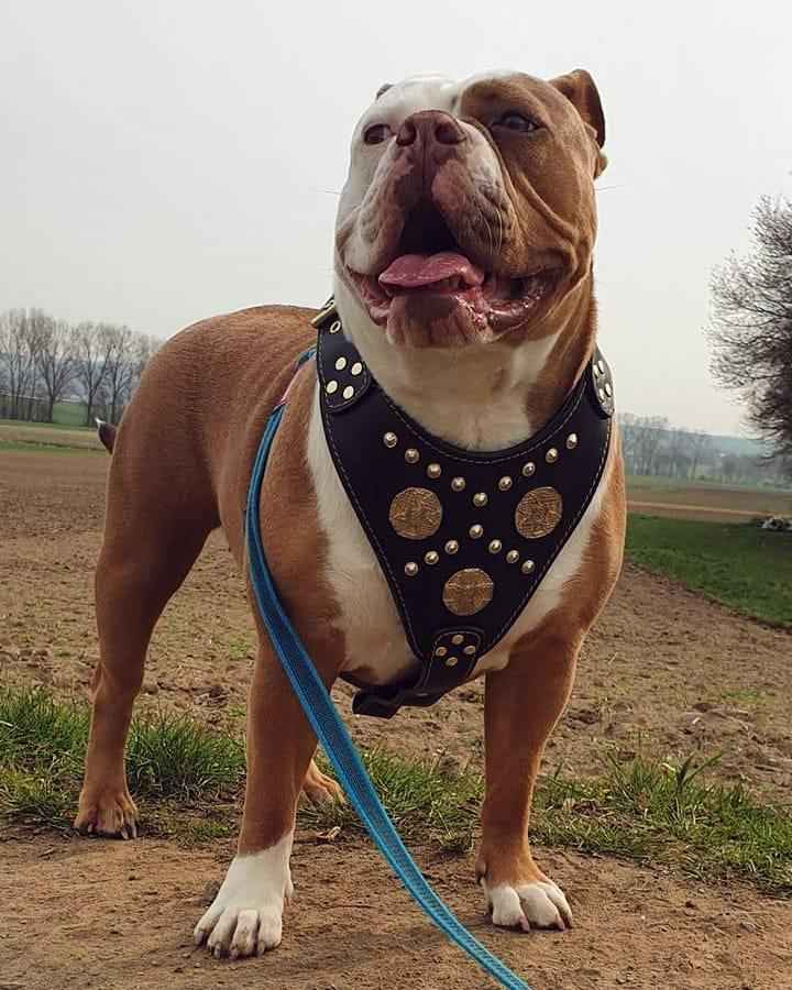 Bestia Maximus Black & Gold Leather Dog Harness