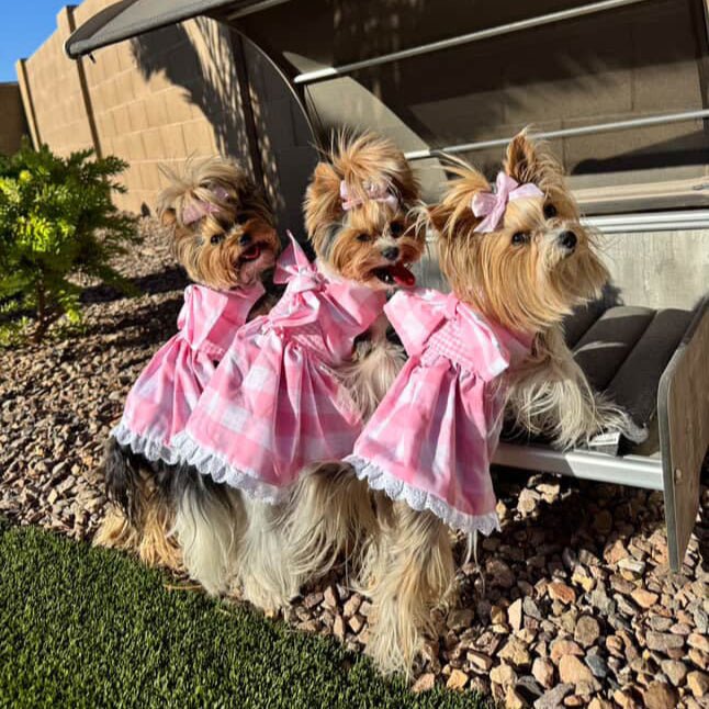Heads or Tails Pup Gingham Picnic Dog Dress