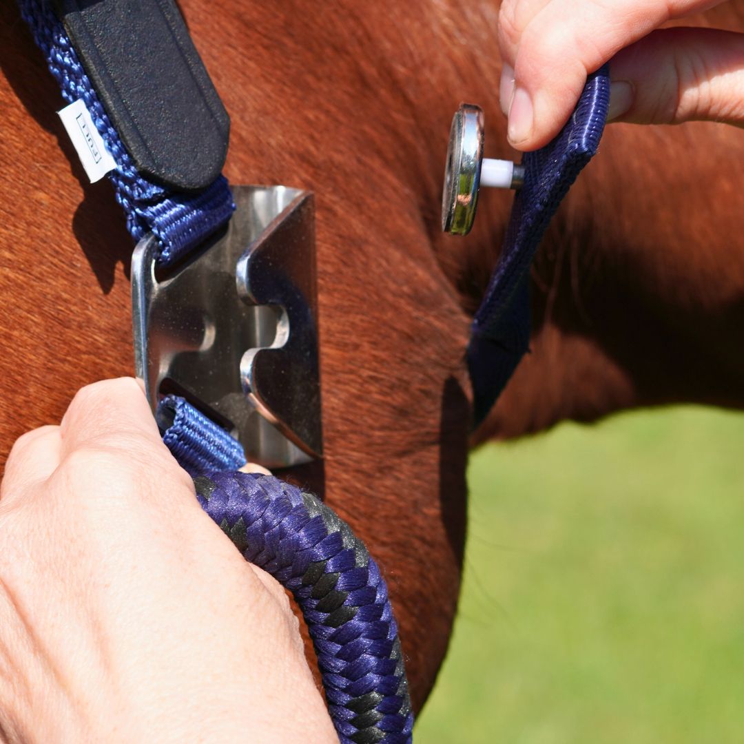 Magna Halter TM in Blue with Leather Breakaway