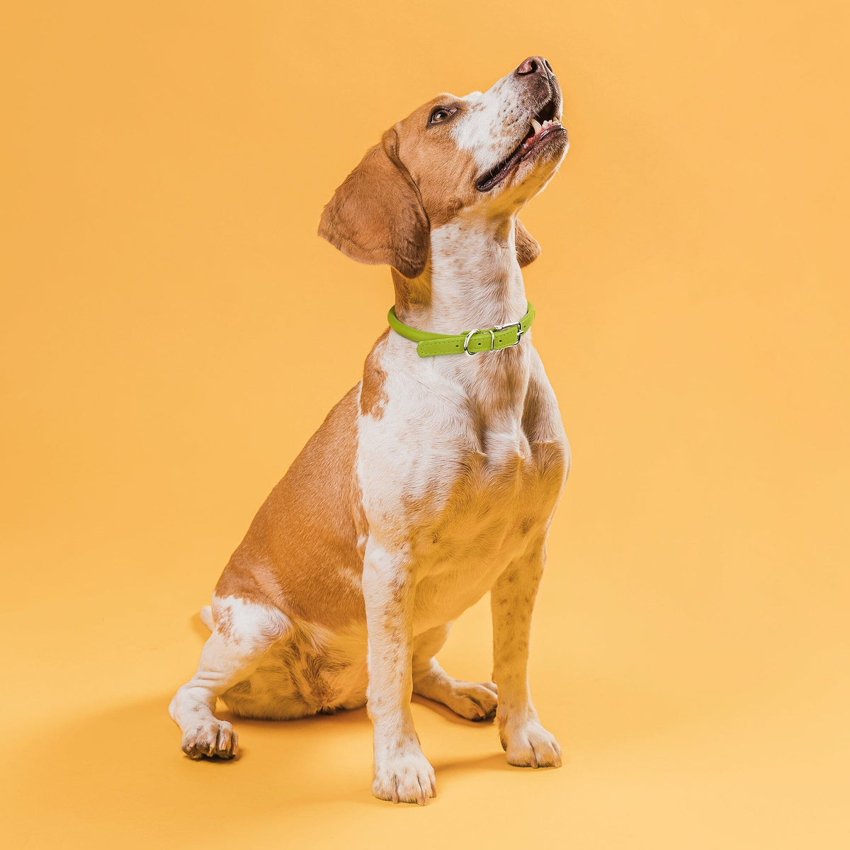 Dogline Soft Leather Round Dog Collar