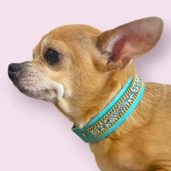The Monte Carlo Dog Collar in Sniffany Blue