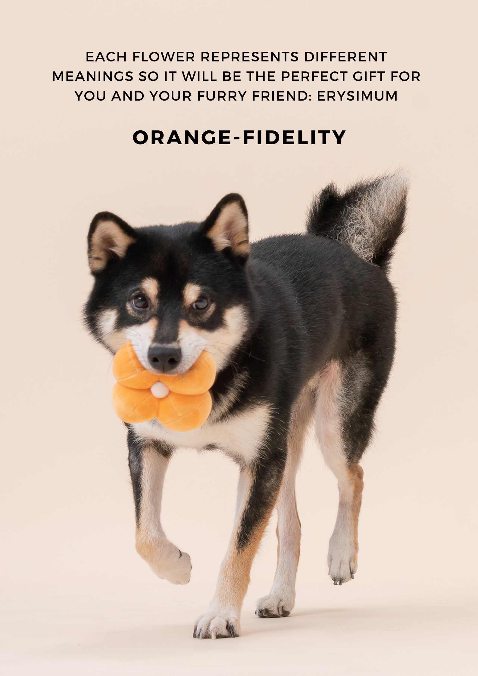 Paradise Pet Toy-Erysimum