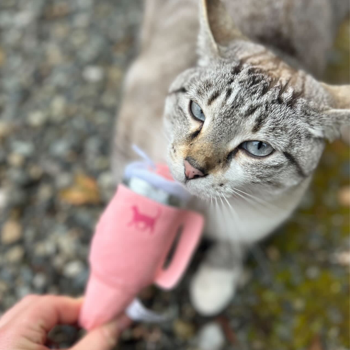 PUPROAR Kitty Cup Cat Toy - Cute Catnip and Crinkle Plush Cat Toy