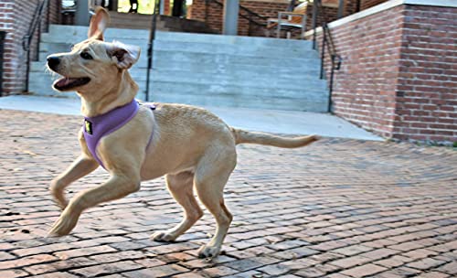 EcoBark Lavender Dog Harness - Over-the-Head Soft Mesh Vest Halter for XS to Medium Breed Dogs