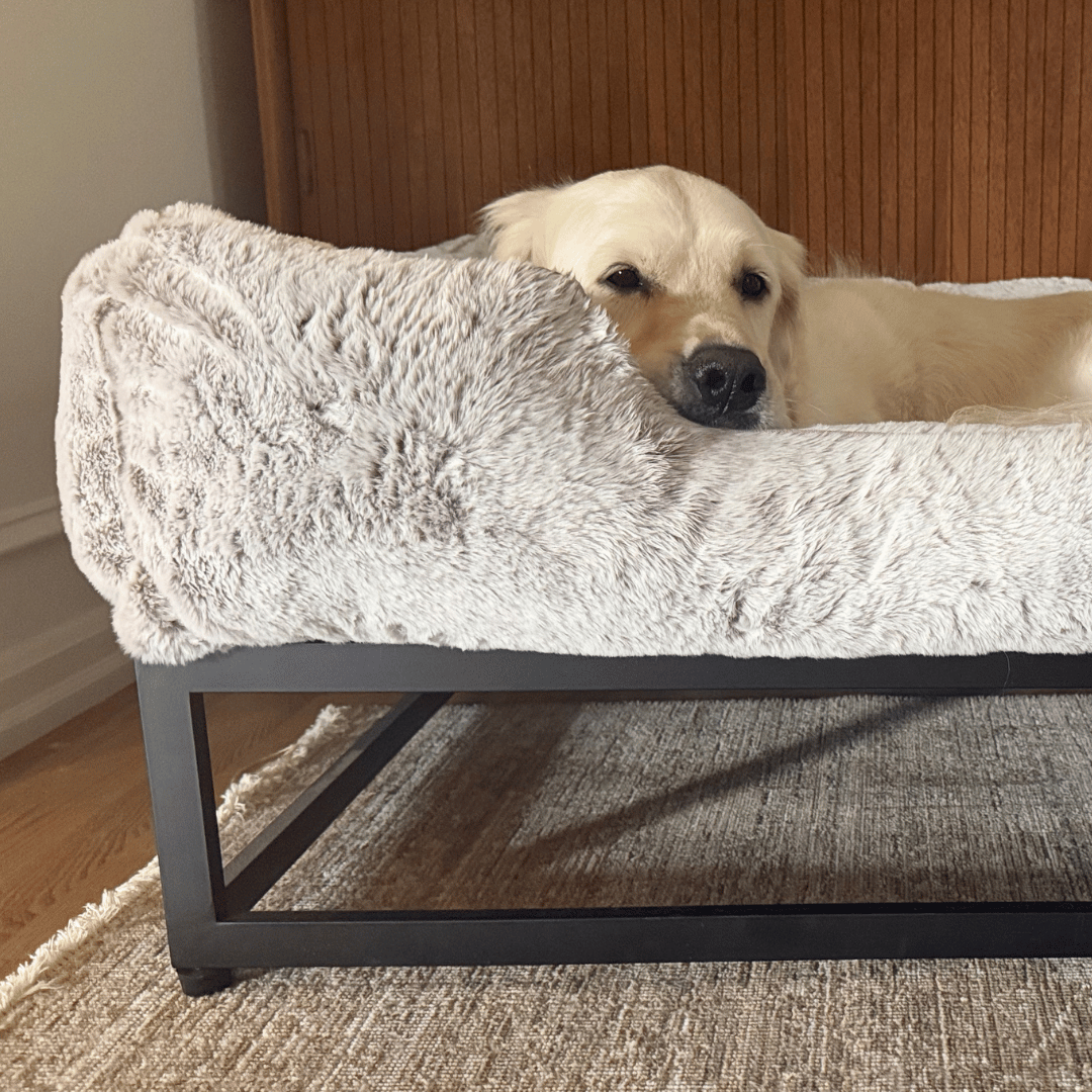 FÜZI Elevated Dog Bed in Truffle with black base, lifestyle with dog resting