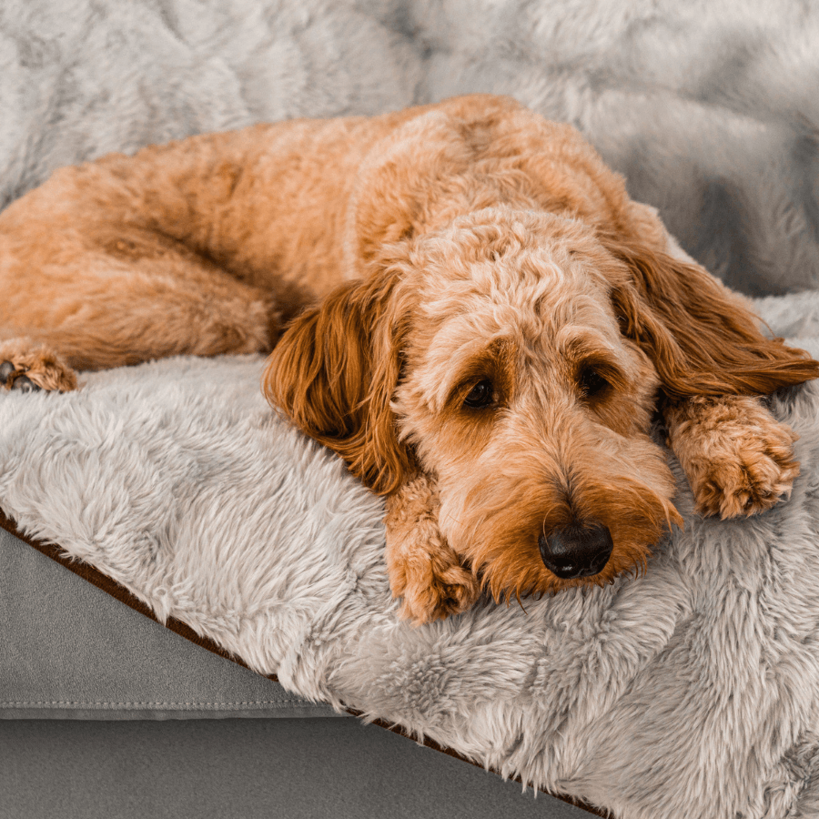 PupProtector Short Fur Waterproof Throw Blanket Grey