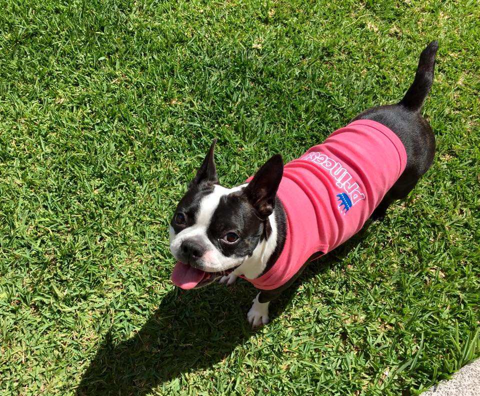 Parisian Pet Princess Playful Dog T-Shirt-Pink