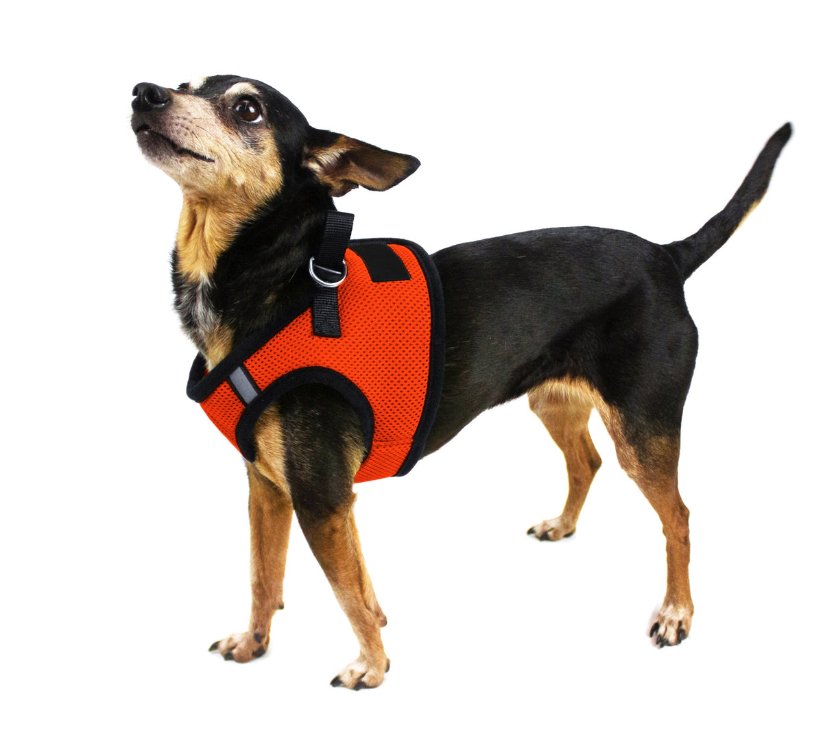 Dogline Boston Mesh Dog Harness with Built-In Hook & Loop Fastener
