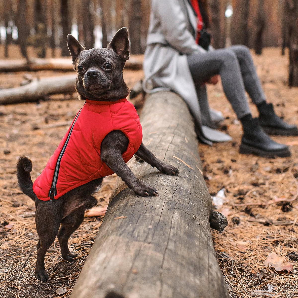 Bonne et Filou – Recycled Waterproof Dog Jacket & Vest