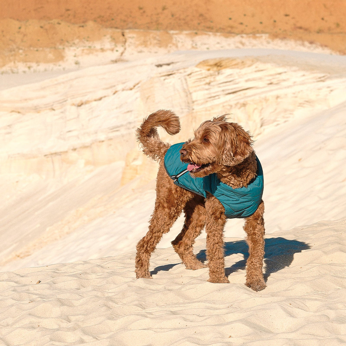 Bonne et Filou – Recycled Waterproof Dog Jacket & Vest