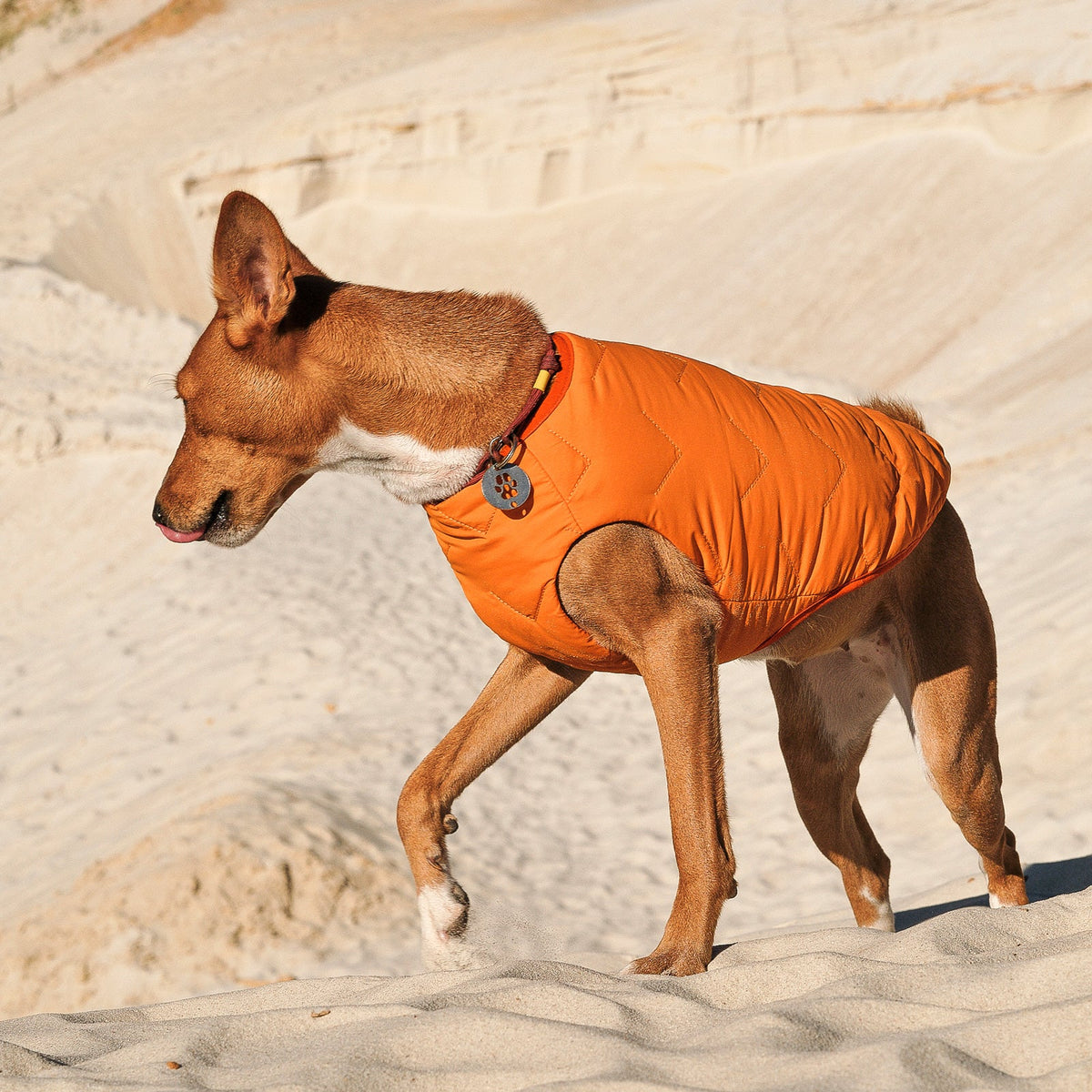 Bonne et Filou – Recycled Waterproof Dog Jacket & Vest