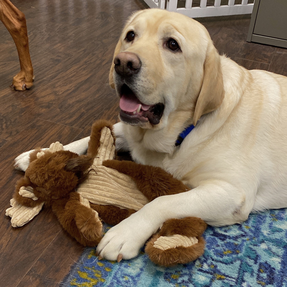 Maple Moose X-BraceTM Durable Plush Dog Toy
