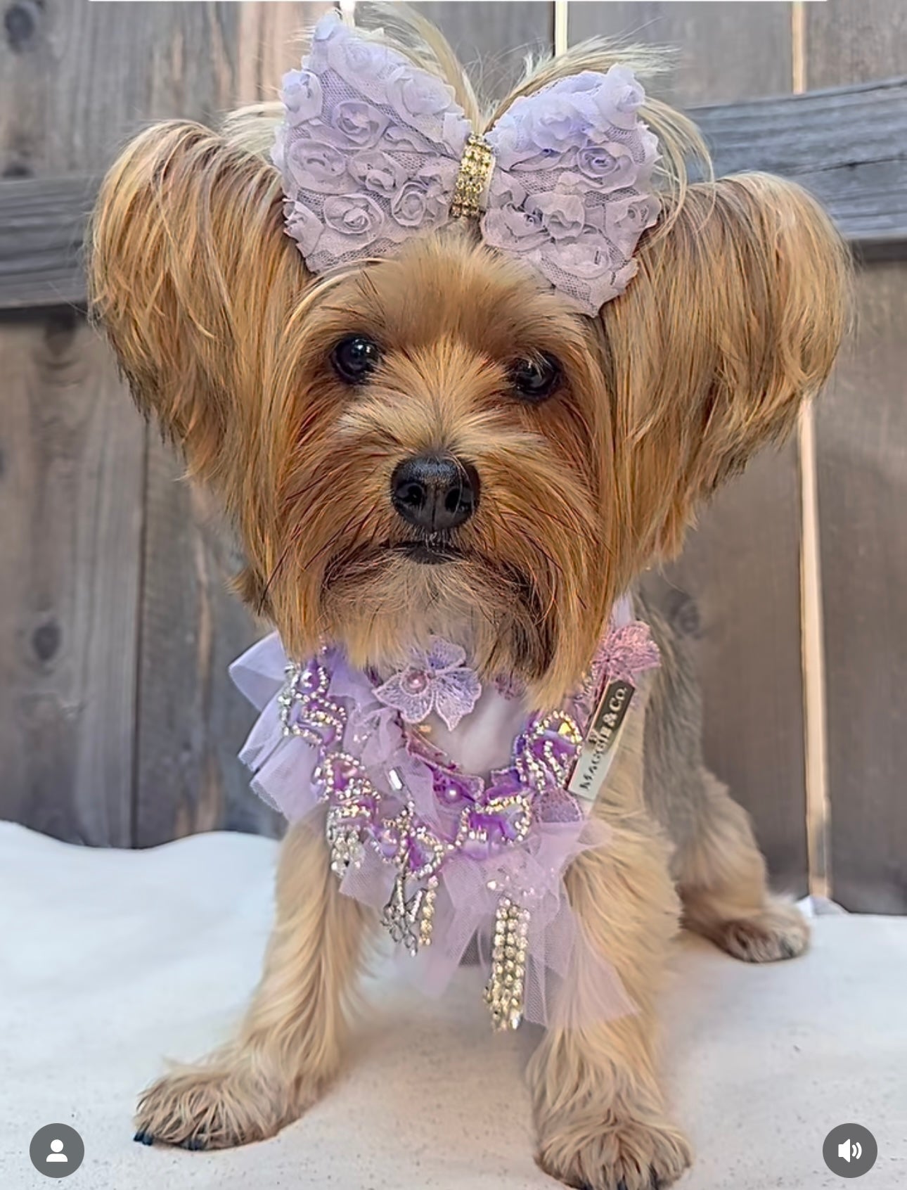 Formal Affair Necklace: Light Lavender