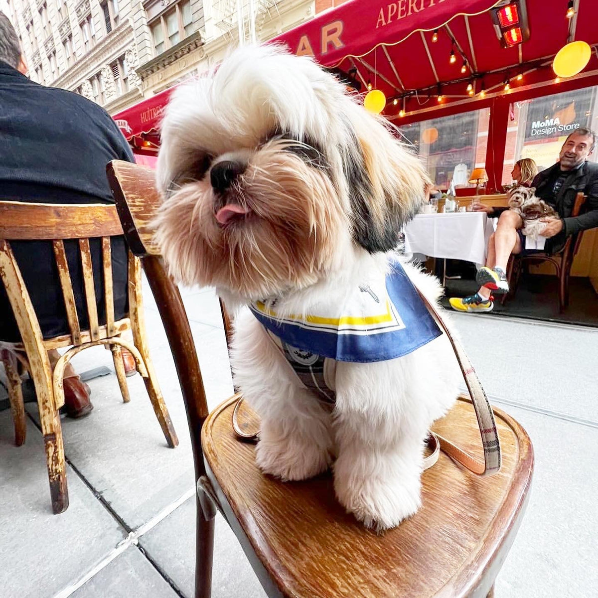 BESPOKE PAWS Erin 100% Silk Twill Dog Scarf, or - Lightweight Comfort Breathable Premium BANDANA