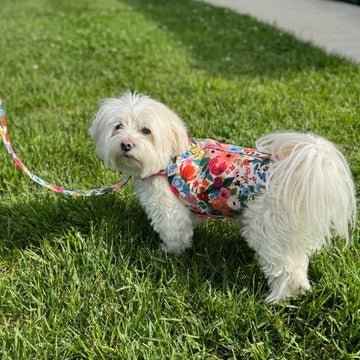 Heads or Tails Pup Floral Burst Dog Leash