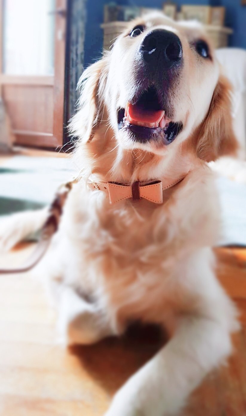Collar - Luscious Bow