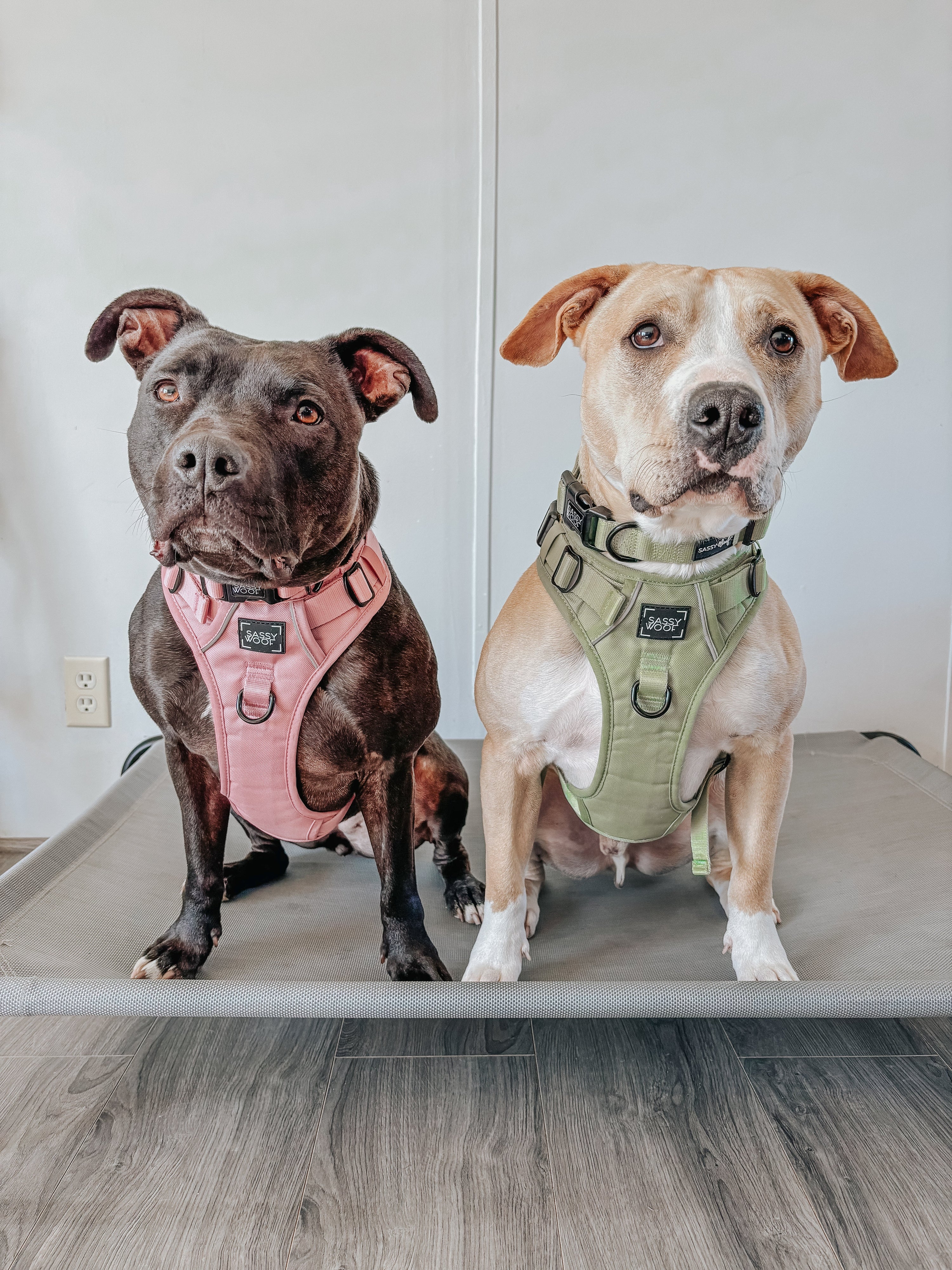Dog Collar - Dusty Rose