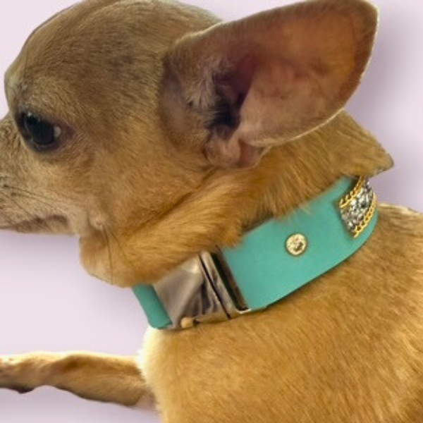The Monte Carlo Dog Collar in Sniffany Blue
