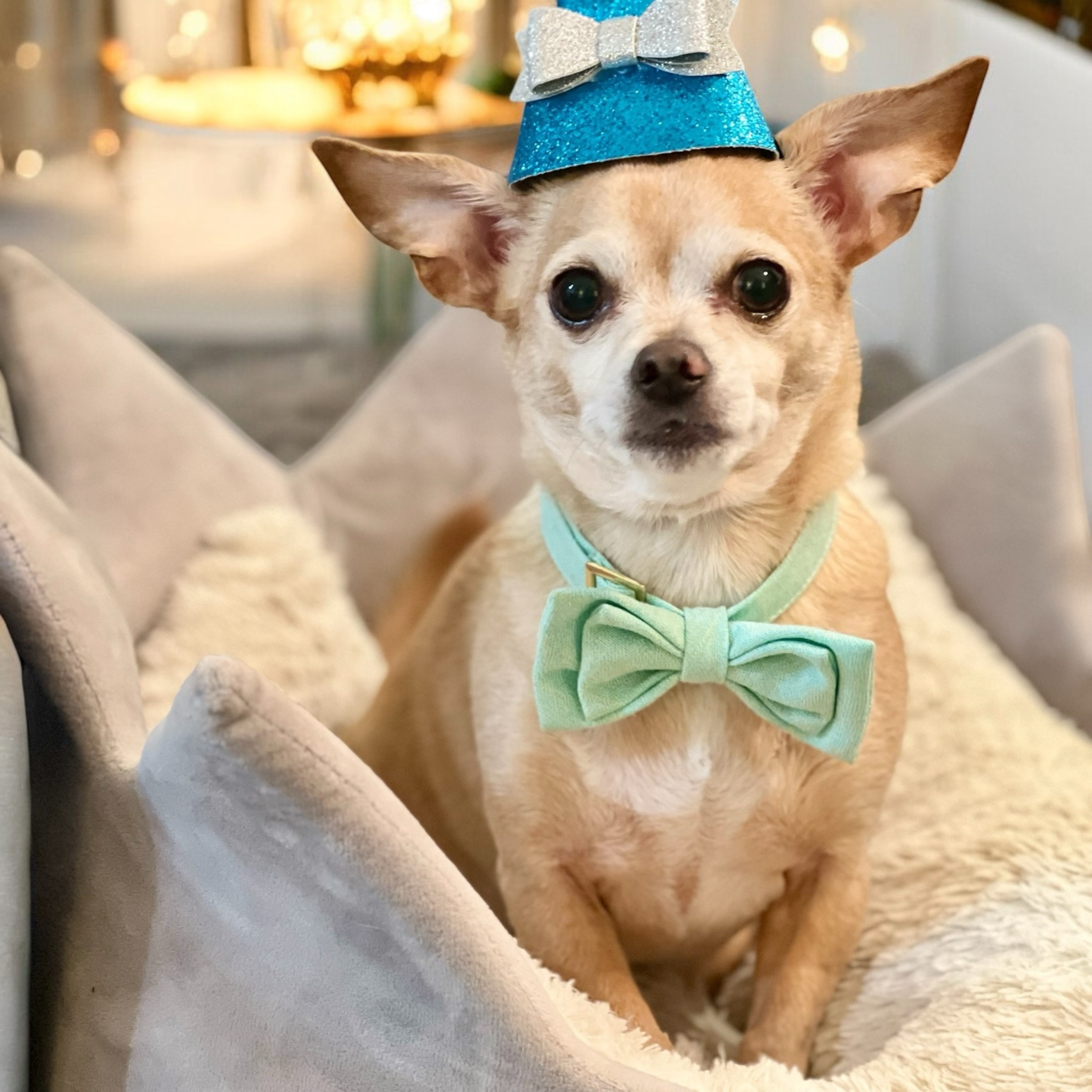 Bark 5th Ave., LLC Premium Pet Hat - Dog - HT Animal Supply