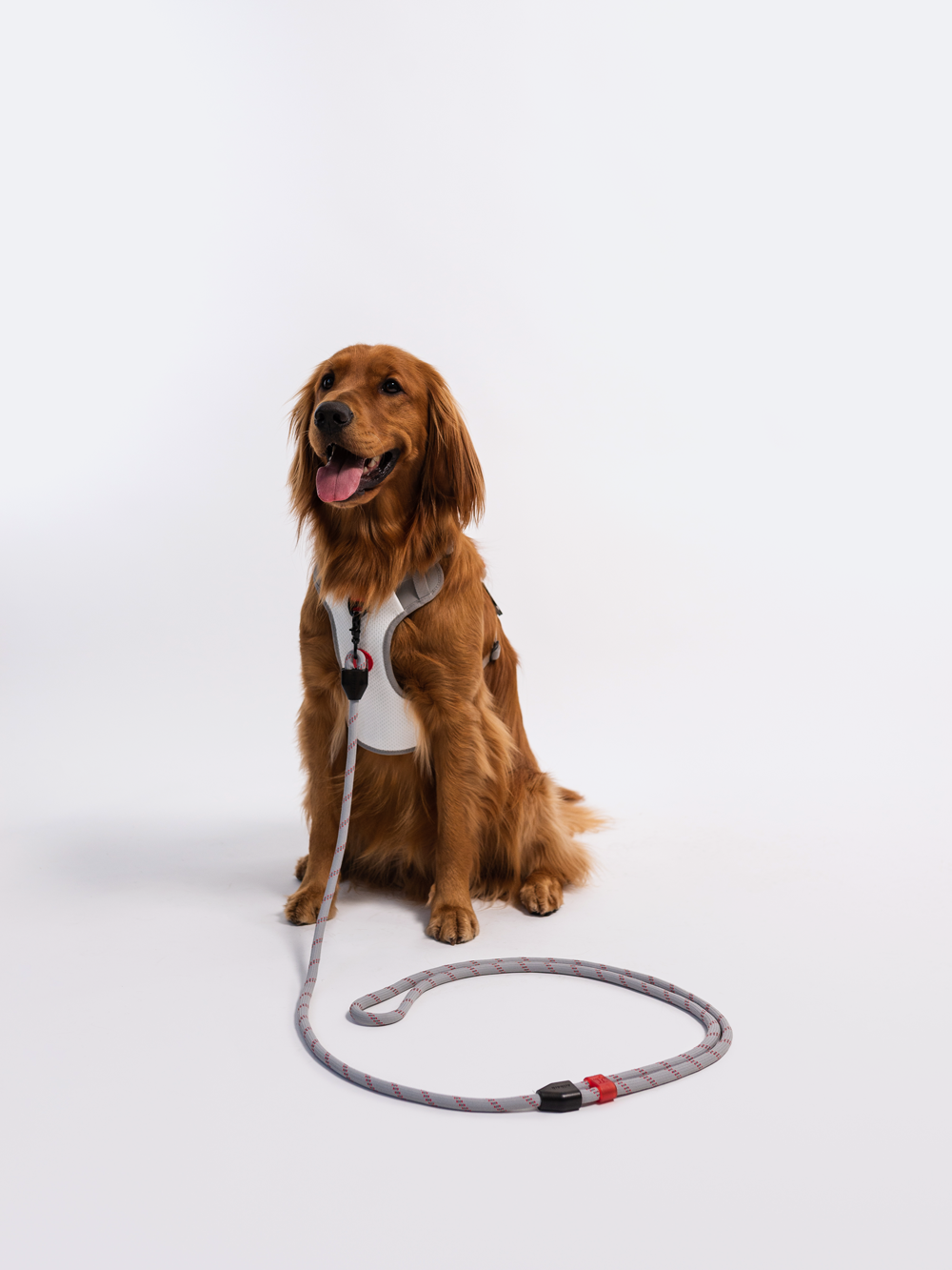 RIFRUF Commuter Hands-Free Dog Leash