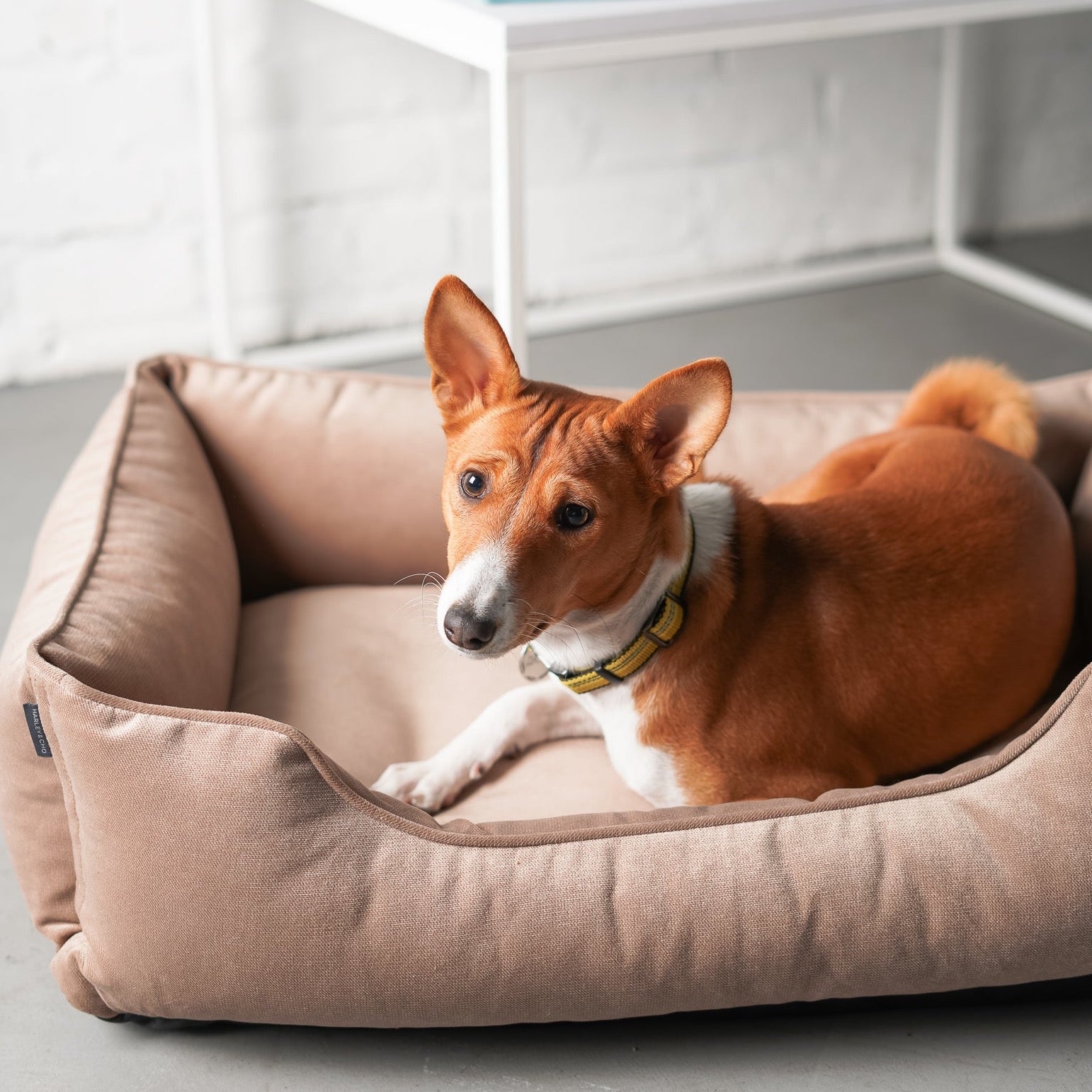 Velvet Dog Bed Dreamer