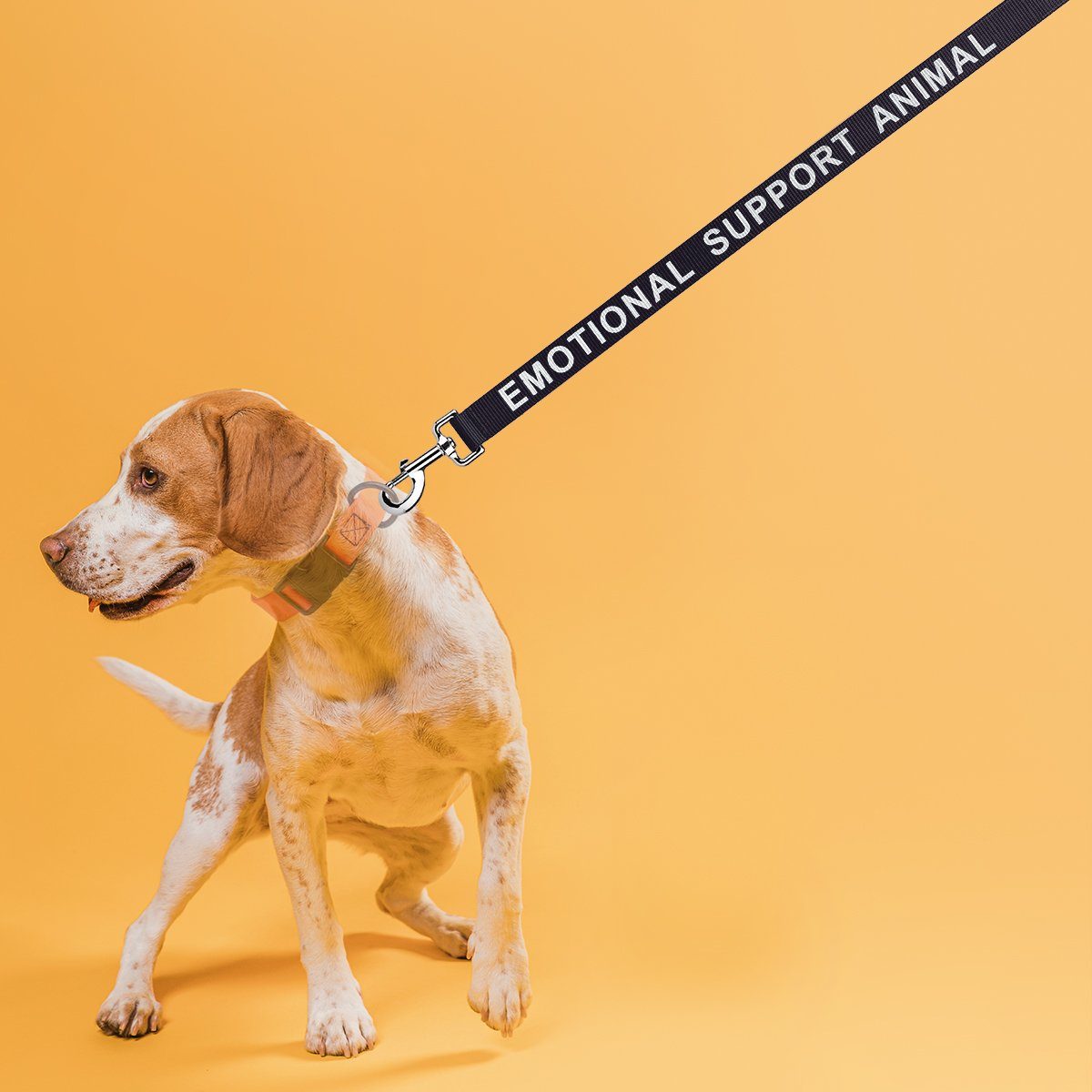 Dogline Reflective Nylon Dog Leash