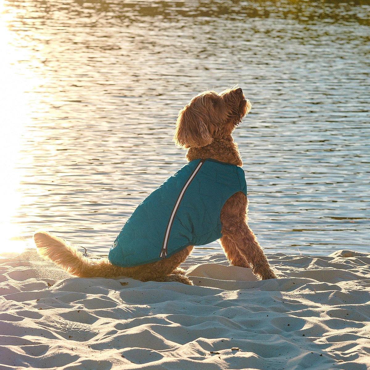 Bonne et Filou – Recycled Waterproof Dog Jacket & Vest