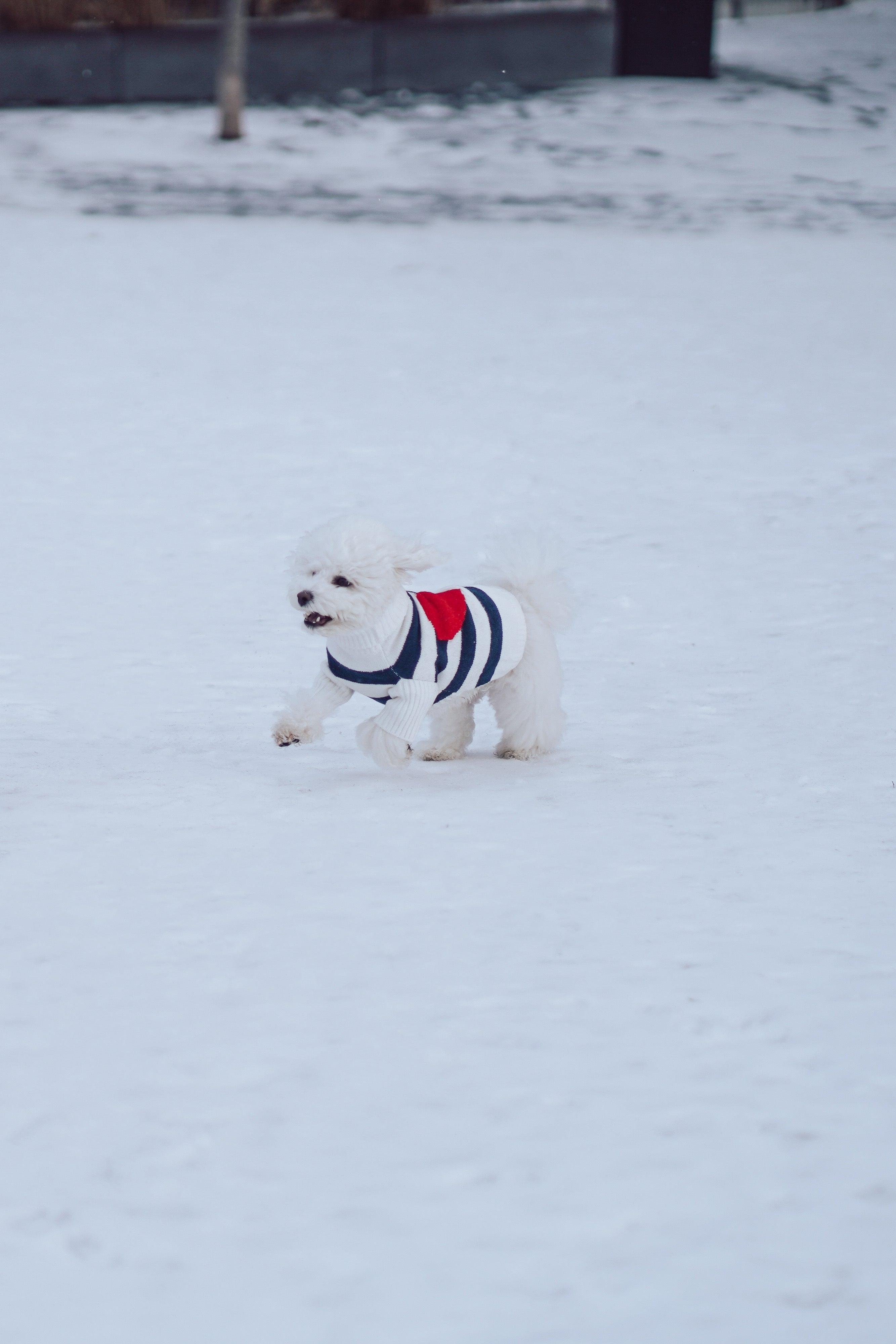 Sailor of My Heart Striped Turtleneck Sweater - HT Animal Supply