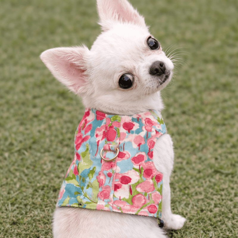 Heads or Tails Pup Watercolor Dog Harness