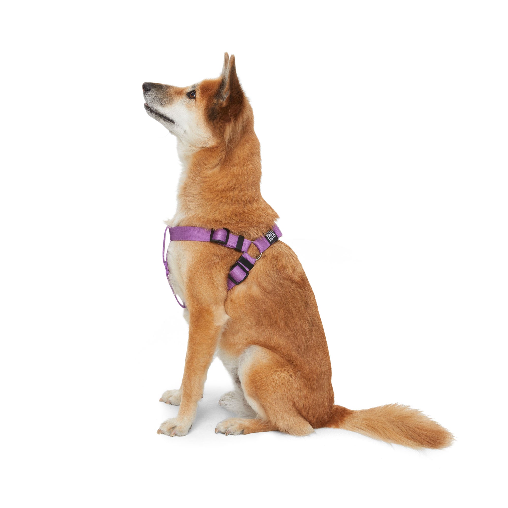 Step In Harness