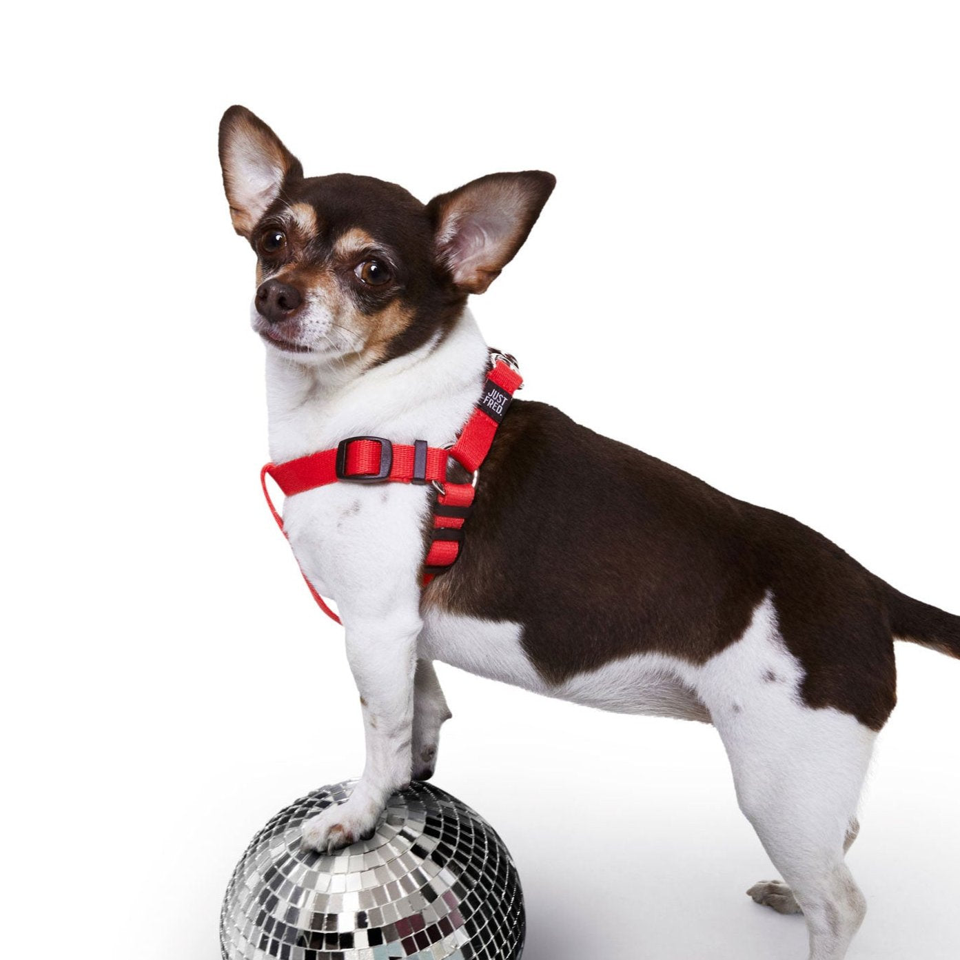 Step In Harness