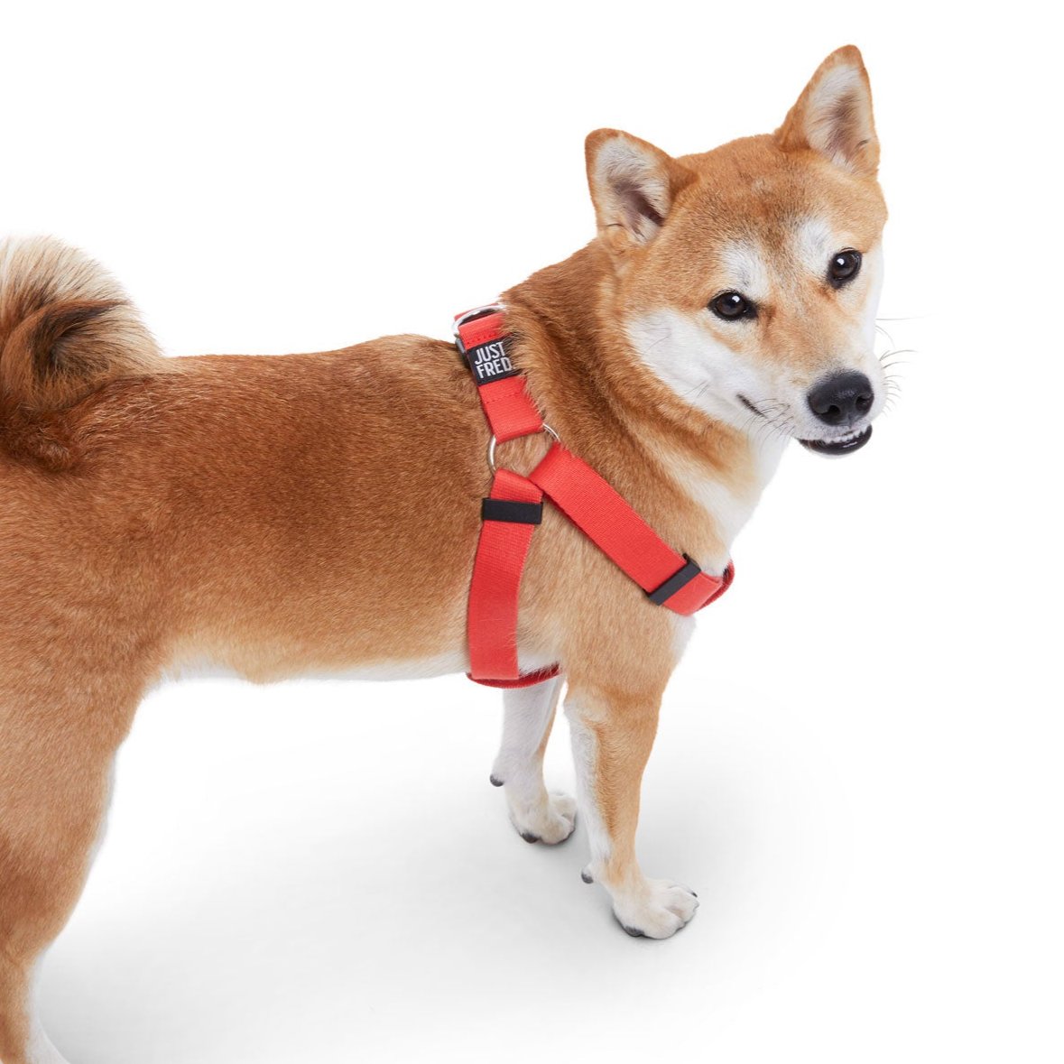 Step In Harness