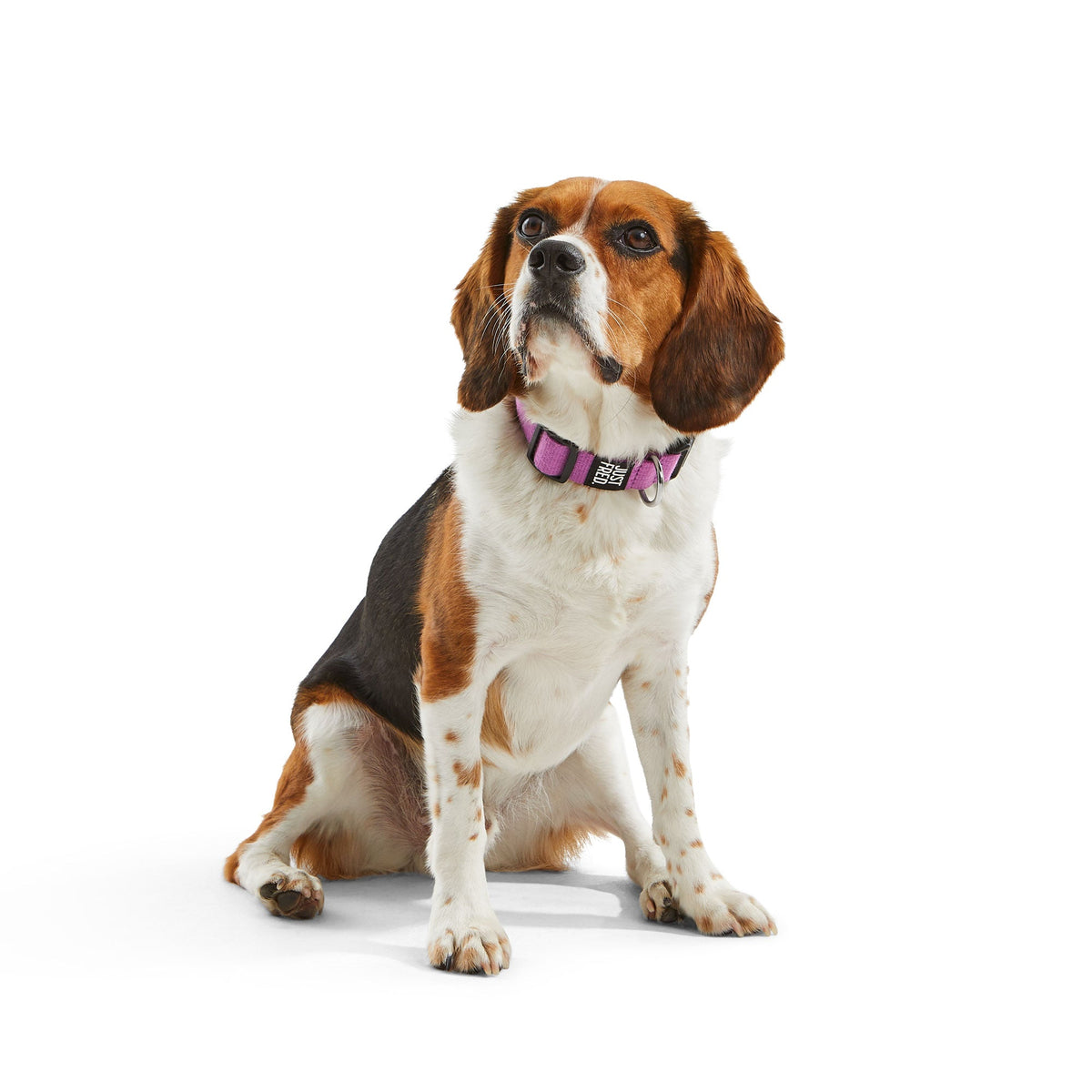 Dog Collar