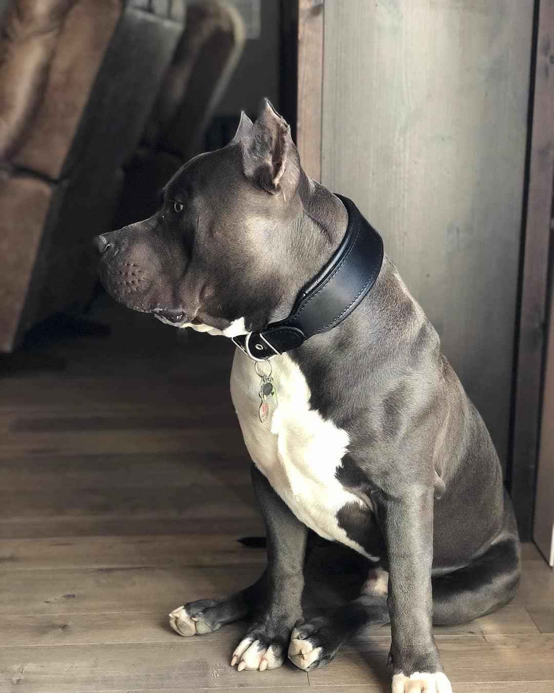 Bestia Plain Style Black Leather Dog Collar