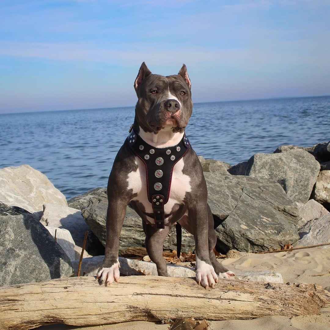 Bestia Bijou Black & Red Leather Large Breed Dog Harness